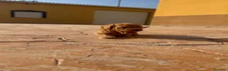 Caniche Toy perros en venta: Caniche toy - Anuncio 10