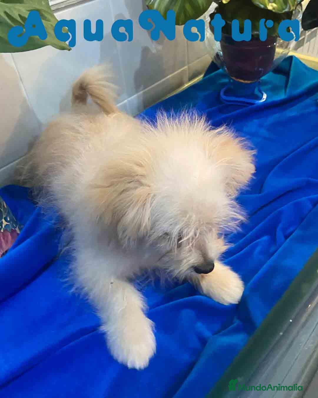 Raza Mixta perros en venta: Havapom Macho de Kyi Junior 4563 AQUANATURA - Anuncio 4