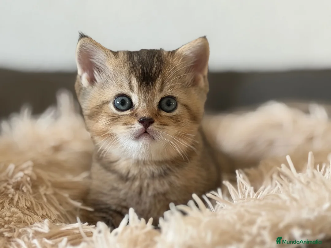 Británico de Pelo Corto gatos en venta: British golden - Anuncio 2