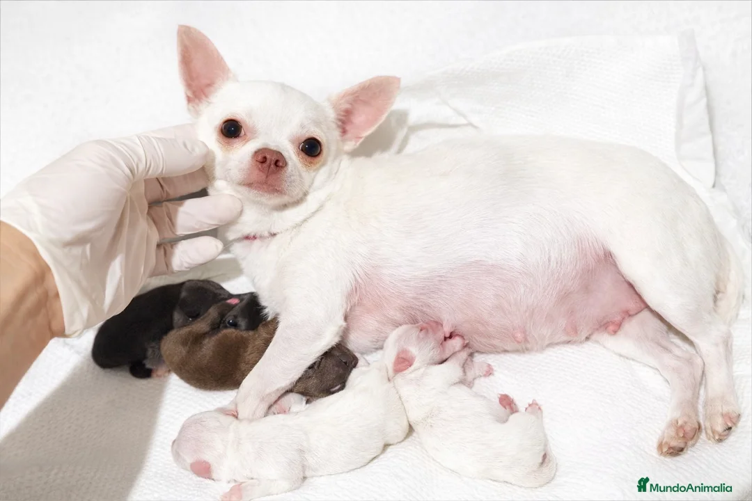 Chihuahua perros en venta: CHIHUAHUAS BLANCOS EXCLUSIVOS - Anuncio 1