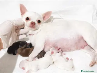 Chihuahua perros CHIHUAHUAS BLANCOS EXCLUSIVOS - Anuncio 1