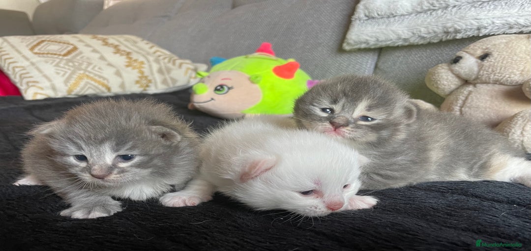 Imagen de galería {{count}}