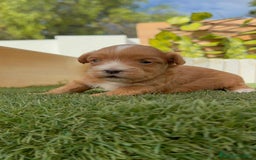 Maltipoo perros en venta: MALTIPOO - Imagen 16