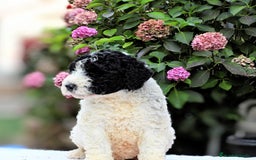 Perro de Agua Español perros en venta: Preciosa camada de perro de agua español - Imagen 13