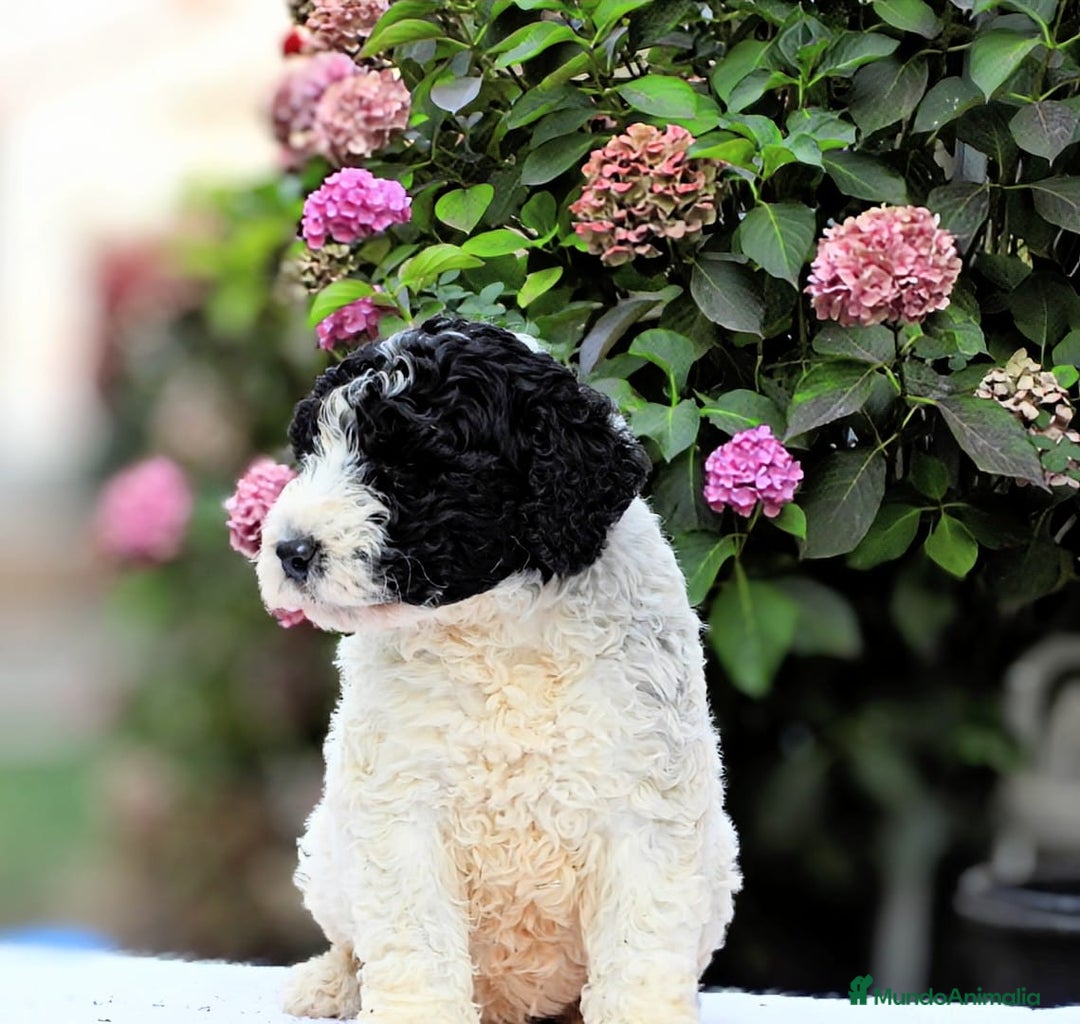 Perro de Agua Español perros en venta: Preciosa camada de perro de agua español - Imagen 13