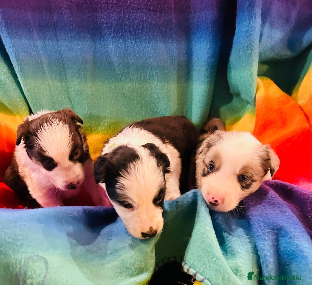 Border Collie perros en venta: Border collie bebes  - Anuncio 1
