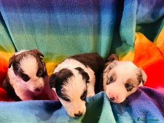 Border Collie perros Border collie bebes - Anuncio 21
