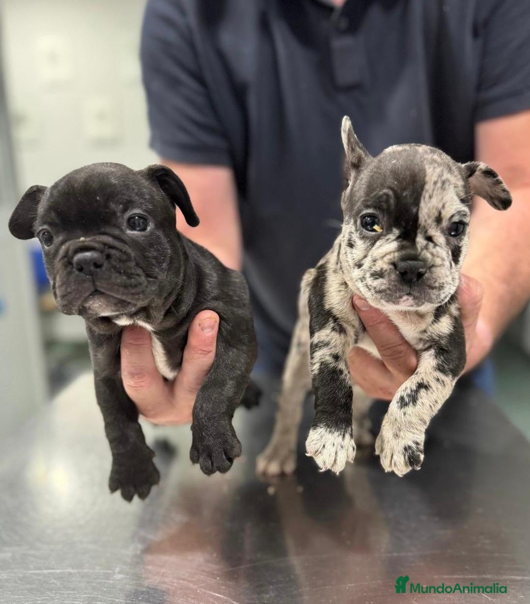 Bulldog Francés perros en venta: Bulldog francés  - Anuncio 1