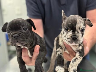 Bulldog Francés perros - Anuncio 8