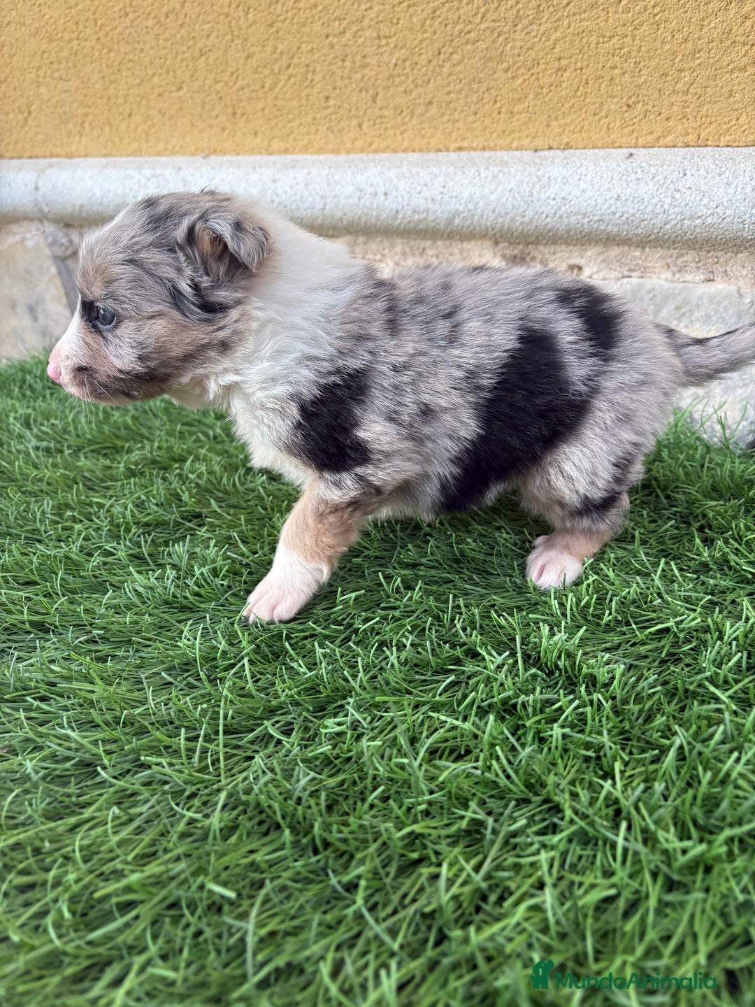 Border Collie perros en venta: Cachorro Border collie Merle macho  - Anuncio 4