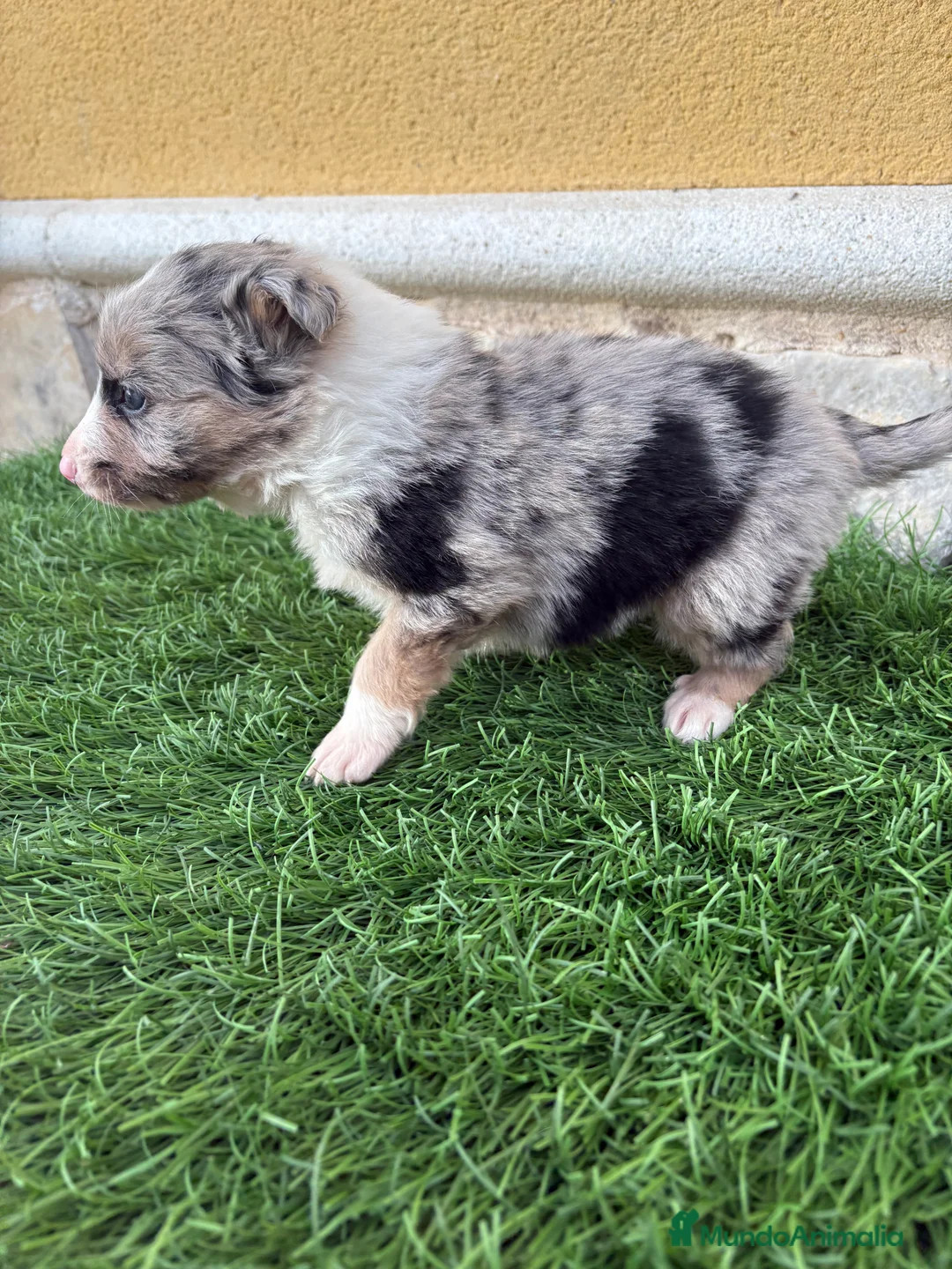 Border Collie perros en venta: Cachorro Border collie Merle macho  - Anuncio 4