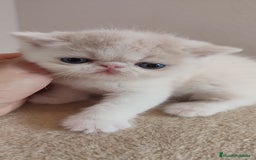 Persa gatos en venta: Camada gatitos raza persa - Imagen 3