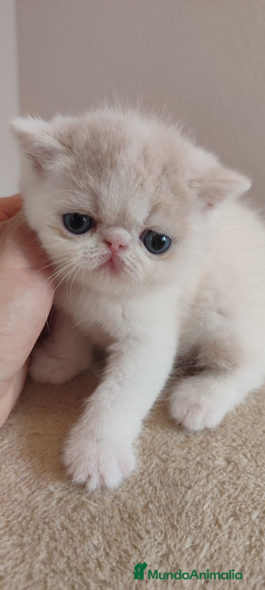 Persa gatos en venta: Camada gatitos raza persa - Imagen 3