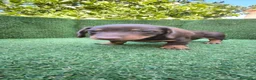 Teckel Miniatura perros en venta: teckel miniatura arlequín y varios colores  - Anuncio 3