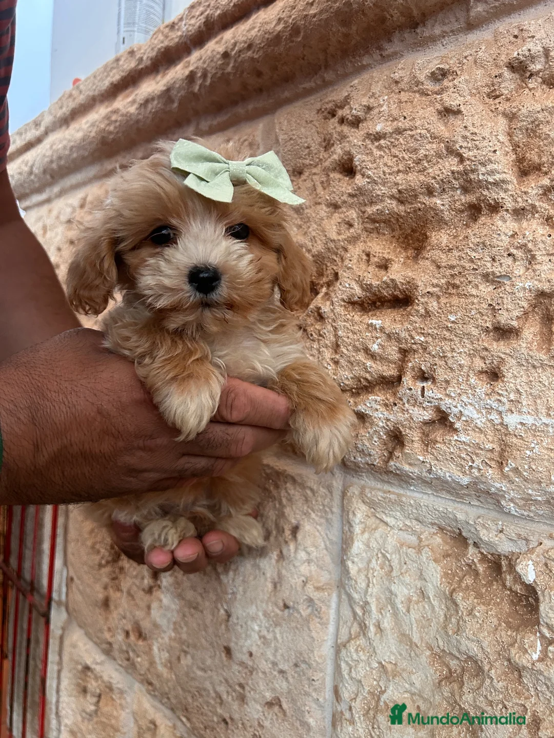 Maltipoo perros en venta: Maltipoo 628789235 - Anuncio 2