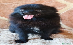 Pomerania perros en venta: POMERANIA SPITZ  - Imagen 3