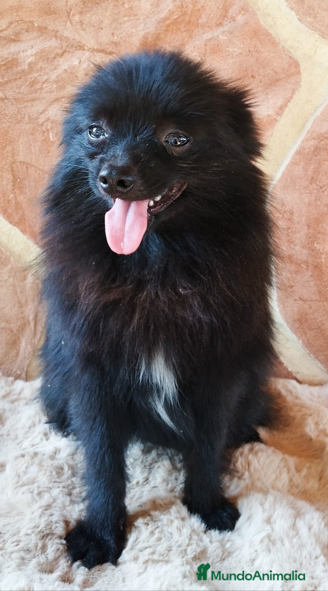 Pomerania perros en venta: POMERANIA SPITZ  - Imagen 3