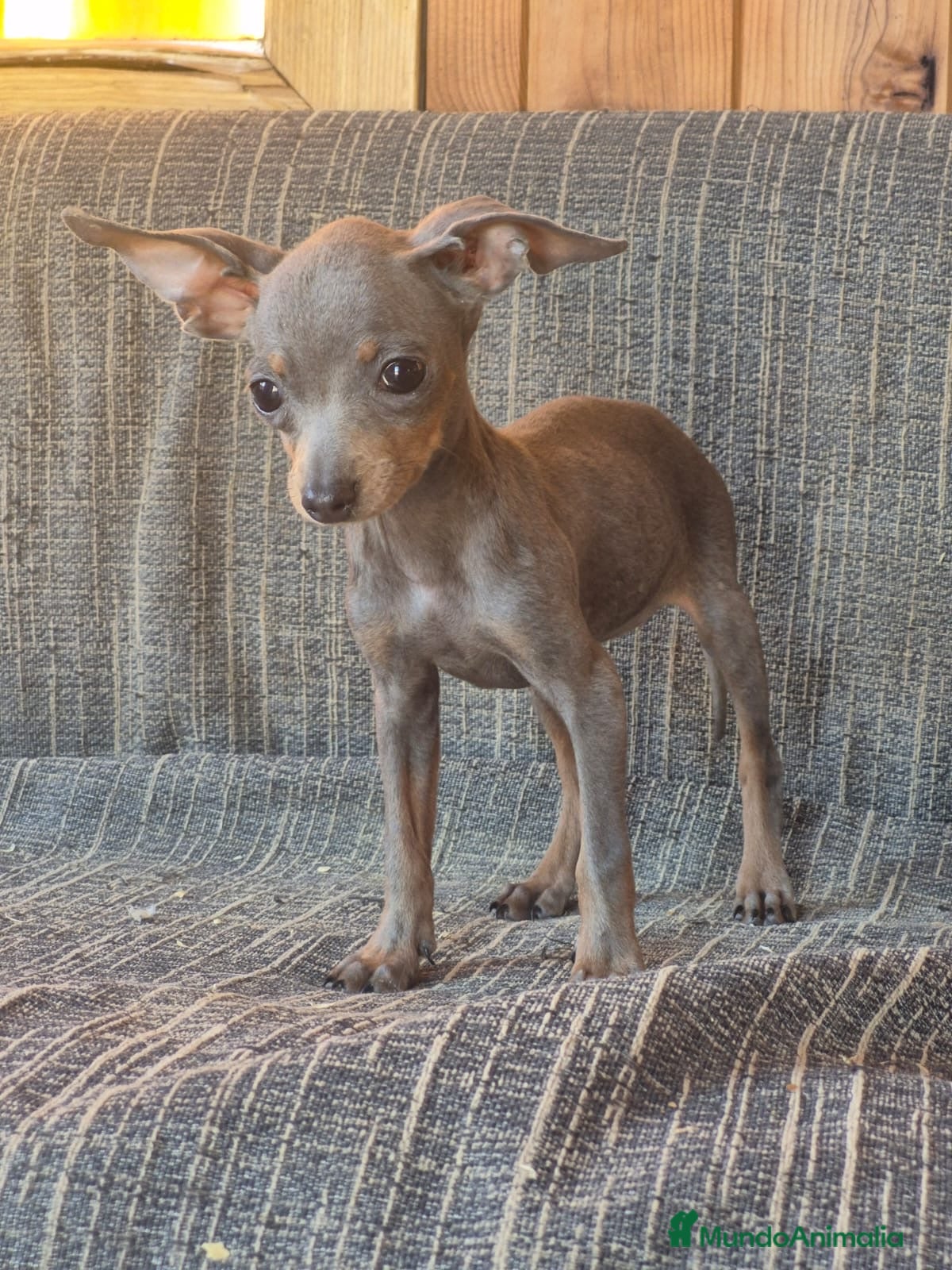 Pinscher Miniatura perros Pinscher Miniatura Cachorros Cría Responsable  - Anuncio 1