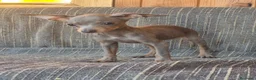Pinscher Miniatura perros en venta: Pinscher Miniatura Cachorros Cría Responsable  - Anuncio 1