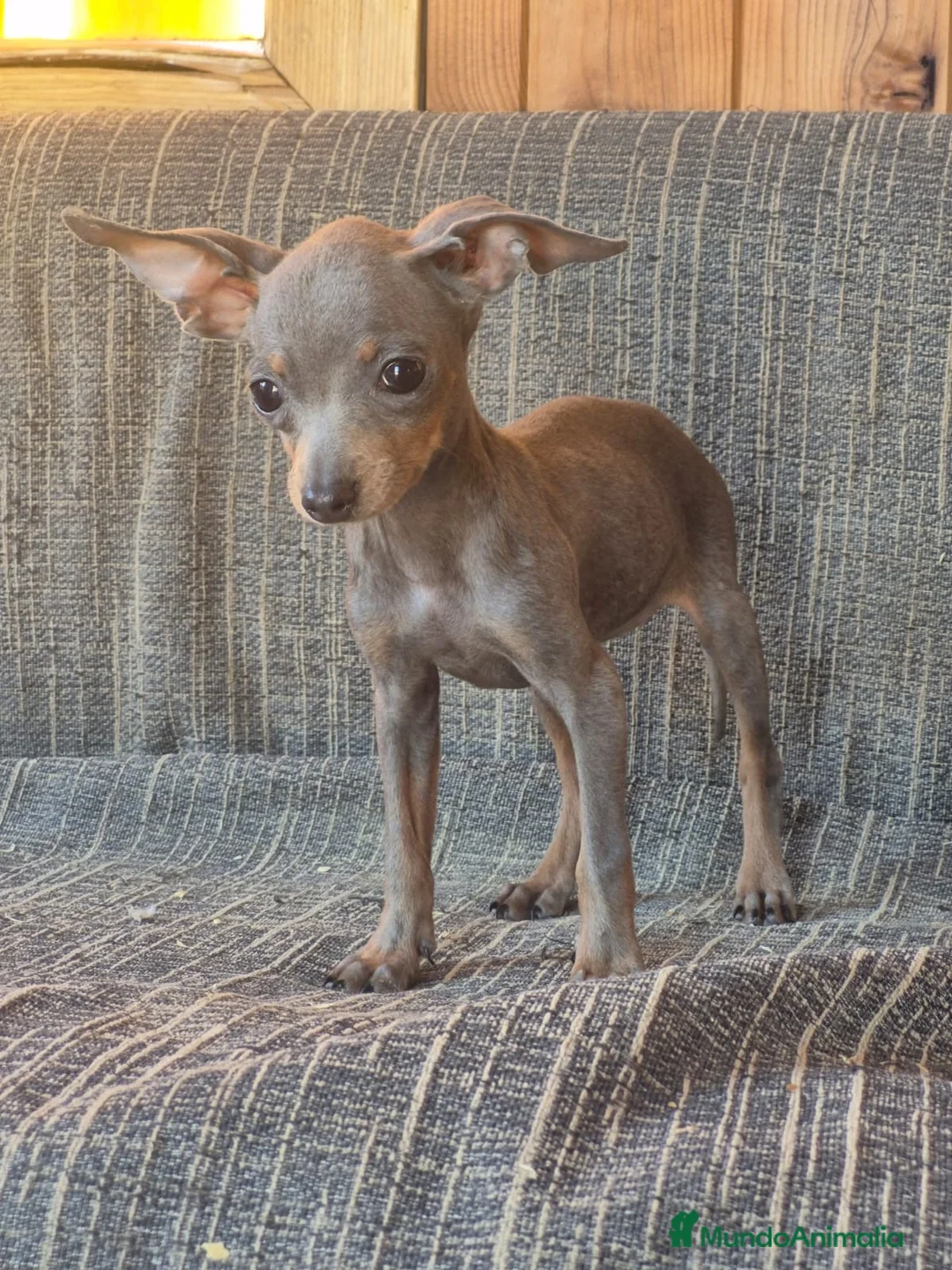 Pinscher Miniatura perros en venta: Pinscher Miniatura Cachorros Cría Responsable  - Anuncio 1