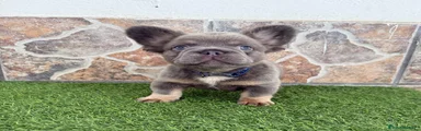 Bulldog Francés 1