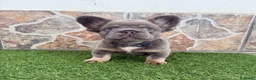 Bulldog Francés perros en venta: Bulldog francés fluffy  - Anuncio 2