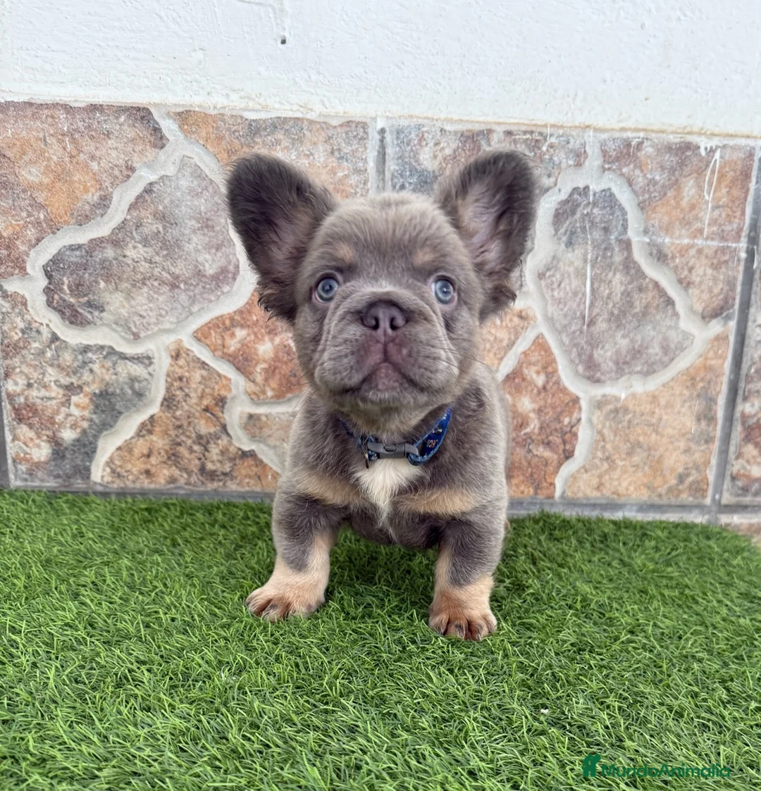 Bulldog Francés perros en venta: Bulldog francés fluffy  - Anuncio 2