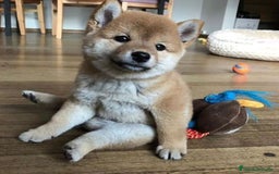 Shiba Inu perros en venta: Cachorro Shiba Inu Rojo 🐾❤️ - Imagen 1