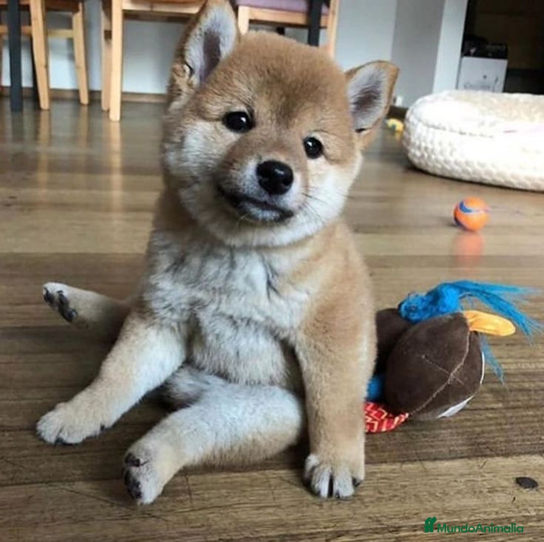 Shiba Inu perros en venta: Cachorro Shiba Inu Rojo 🐾❤️ - Imagen 1