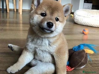 Shiba Inu perros - Anuncio 32