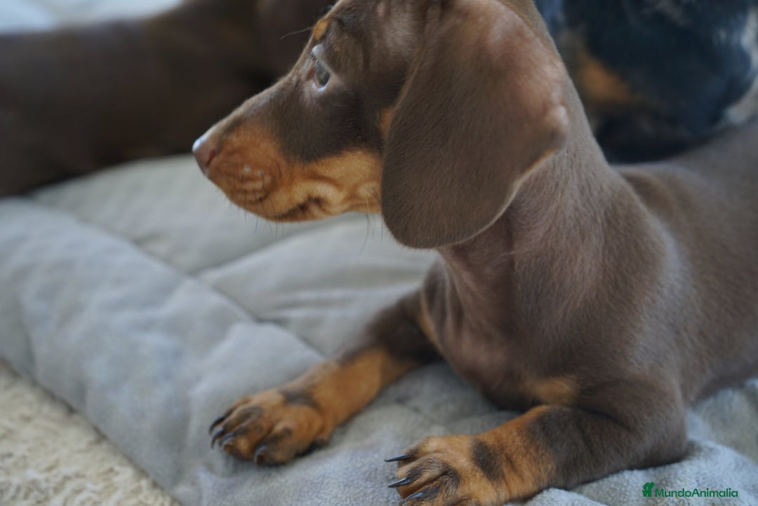 Teckel Miniatura perros en venta: ✨ Cacao & Bongo ✨ - Imagen 3
