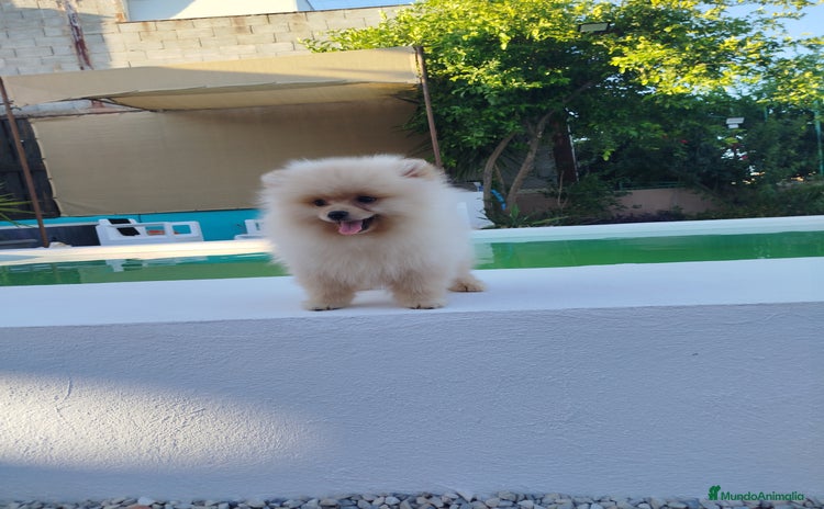 Pomerania perros - Propaganda 4