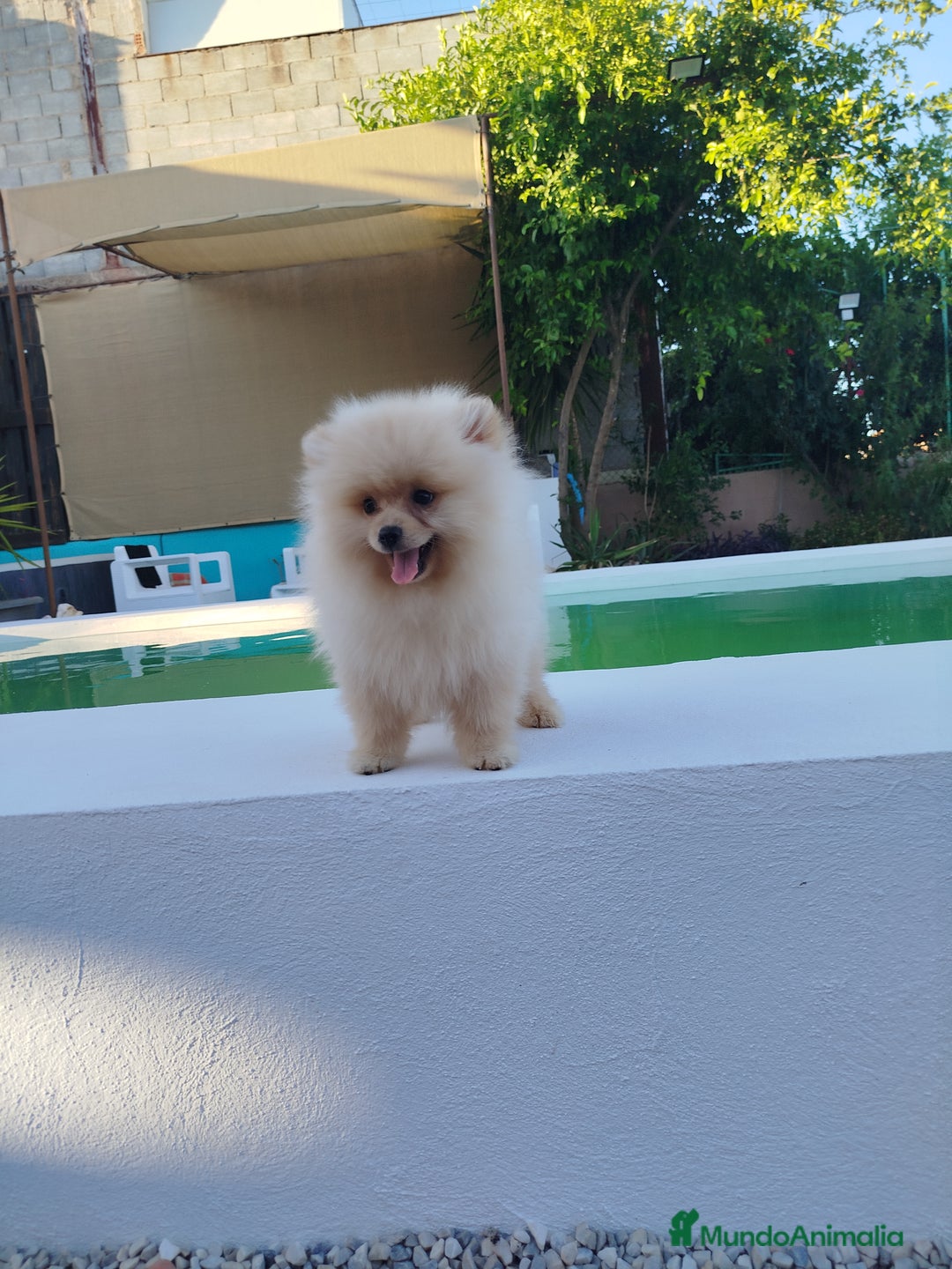 Pomerania perros en venta: Lulu de pomerania  - Imagen 1