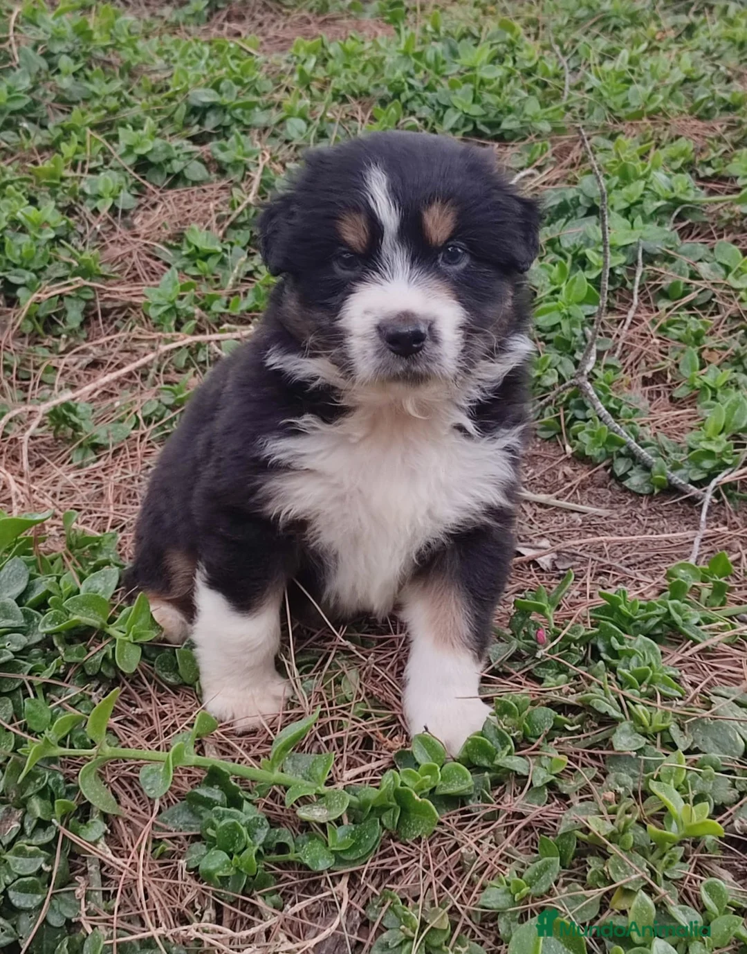 Pastor Australiano perros en venta: PASTOR AUSTRALIANO - Anuncio 2