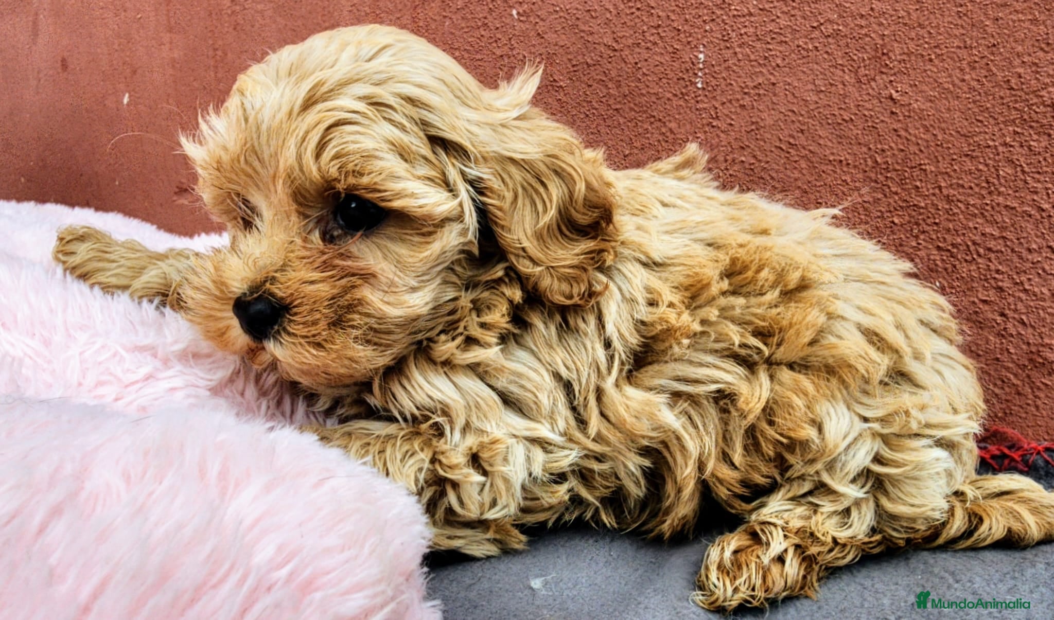 Maltipoo perros Maltipoo precio real  - Anuncio 1