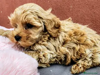 Maltipoo perros en venta: Maltipoo precio real - Anuncio 2