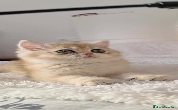 Británico de Pelo Corto gatos - Anuncio 5