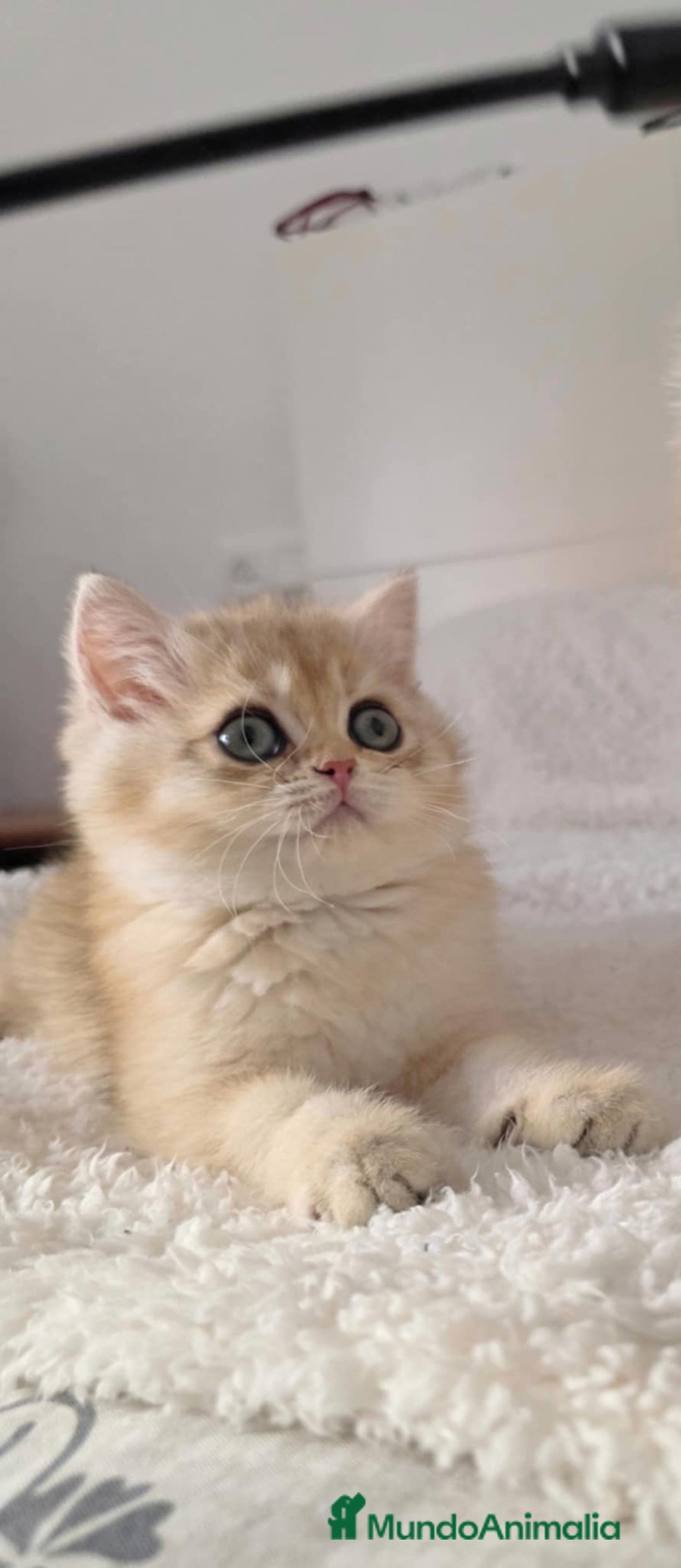 Británico de Pelo Corto gatos en venta: British Golden Chinchilla Hembra - Imagen 1