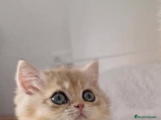 Británico de Pelo Corto gatos British Golden Chinchilla Hembra - Anuncio 7