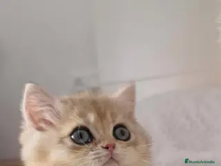Británico de Pelo Corto gatos British Golden Chinchilla Hembra - Anuncio 21