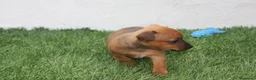 Raza Mixta perros en venta: Minijack  - Anuncio 9