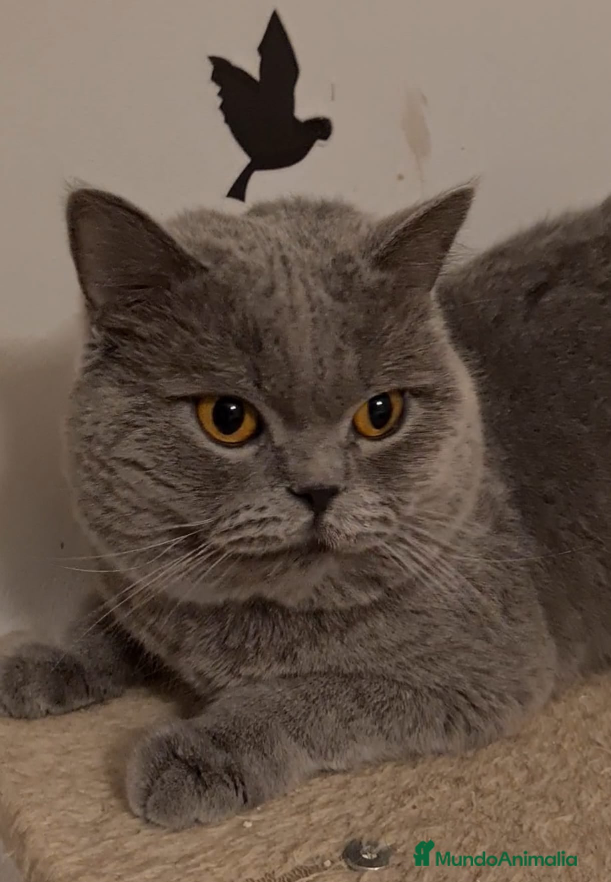 Británico de Pelo Corto gatos Gatos brithis blue y más colores preciosos  - Anuncio 2