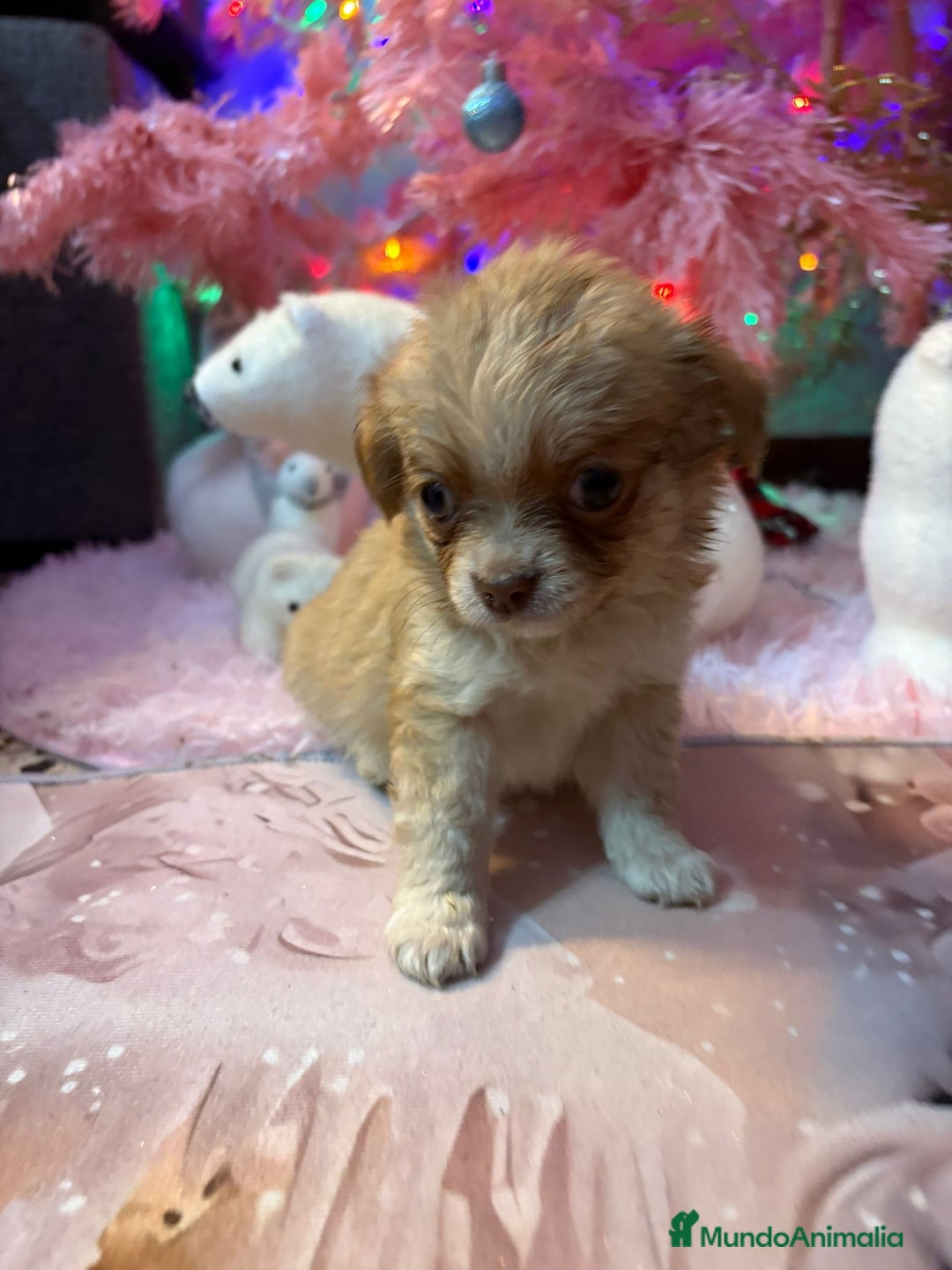Chihuahua perros en venta: Chihuahua toy pelo largo  - Anuncio 17