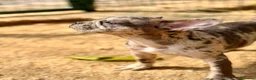 Bulldog Francés perros en venta: Hembra bulldog frances merle  - Anuncio 2