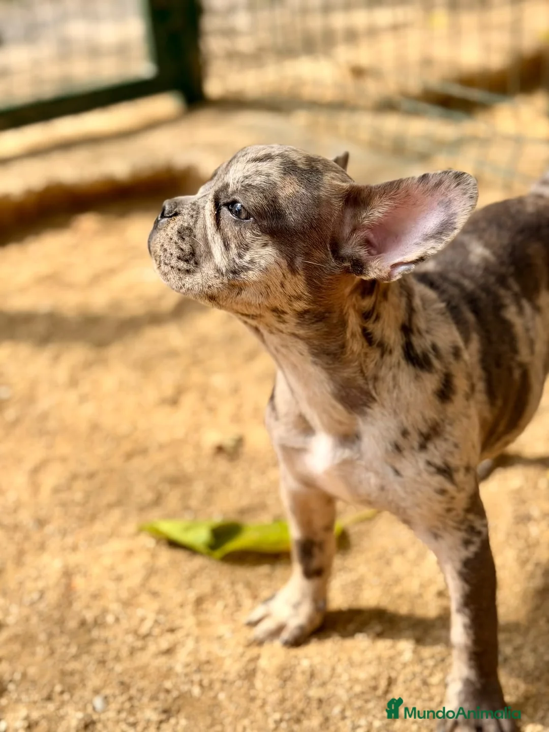 Bulldog Francés perros en venta: Hembra bulldog frances merle  - Anuncio 2