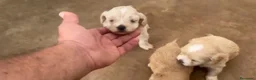 Maltipoo perros en venta: Cachorros de Maltipoo  - Anuncio 3