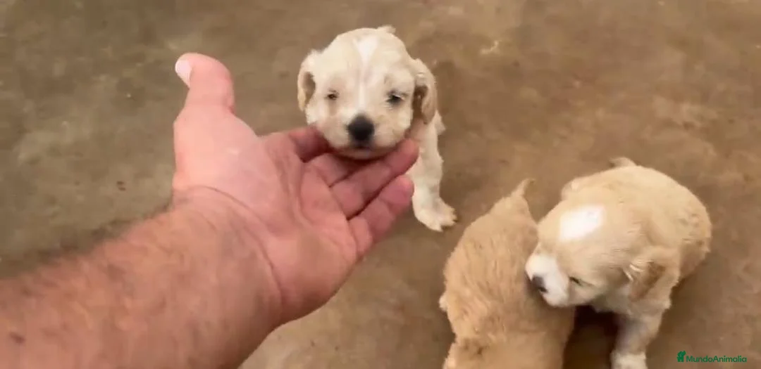 Maltipoo perros en venta: Cachorros de Maltipoo  - Anuncio 3