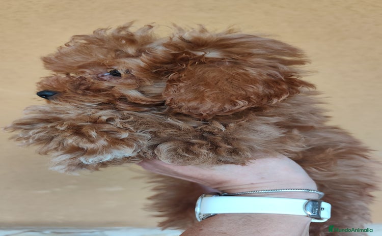 Caniche Enano perros - Anuncio 1