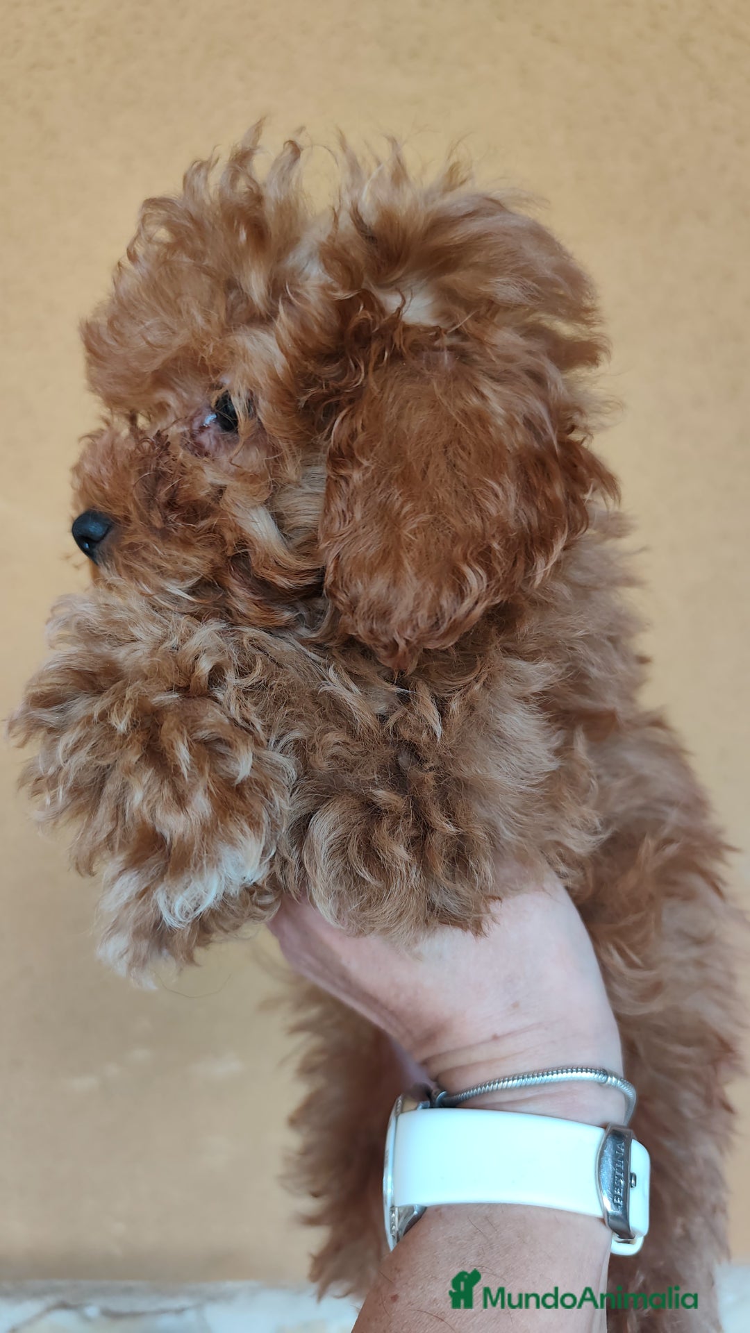 Caniche Enano perros en venta: OPORTUNIDAD  - Imagen 1