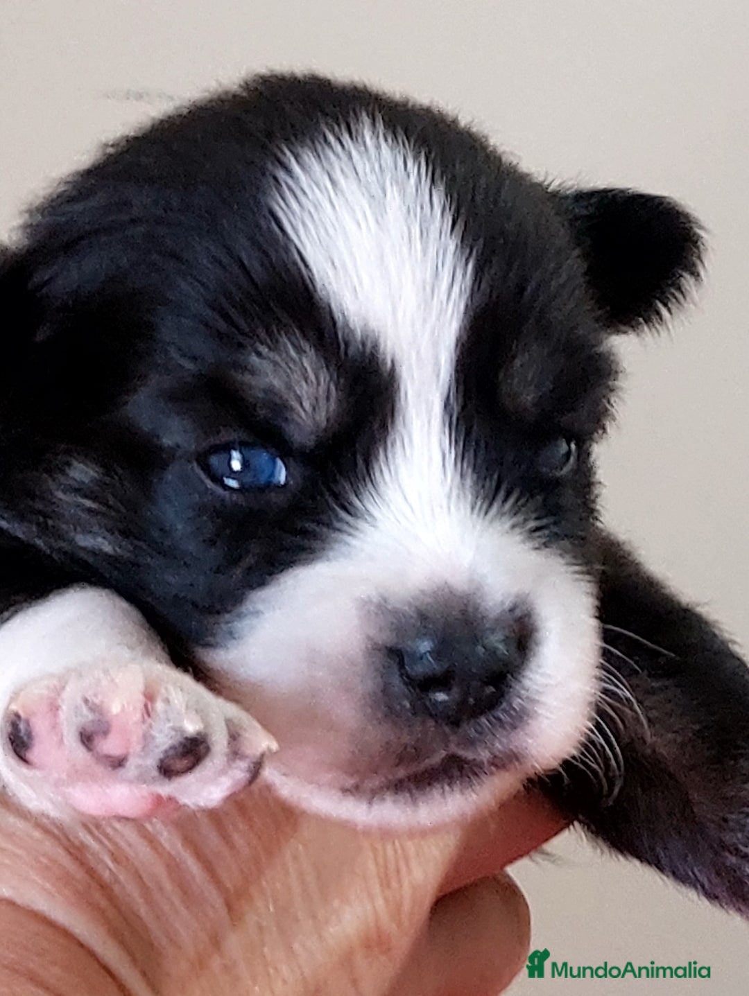 Pomsky perros en venta: Cachorros pomsky o mini husky - Imagen 7